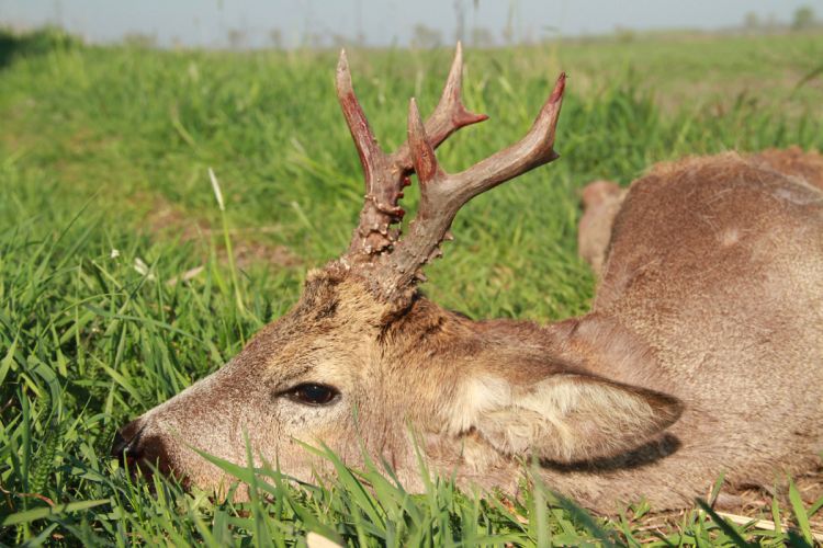 őzbak vadászat, Cigánd
